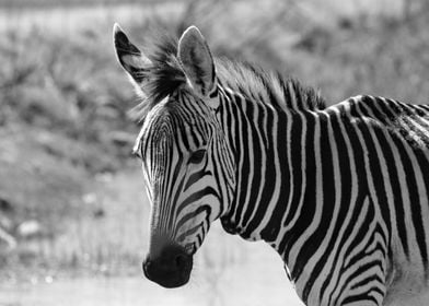 Hartmanns Mountain Zebra