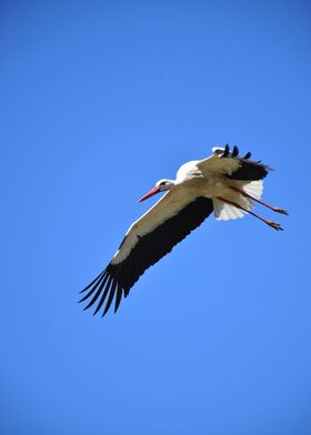 Bird Flying Stork 