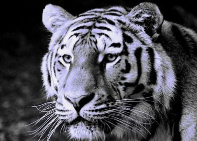 Tiger digiart greyblue