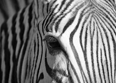 Zebra eye