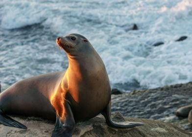 Posing Seal