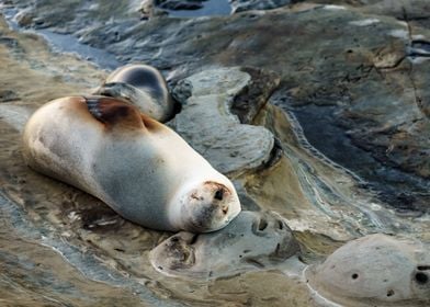 Mother Seal Nursing her Pu