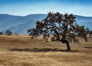 Lonely Tree