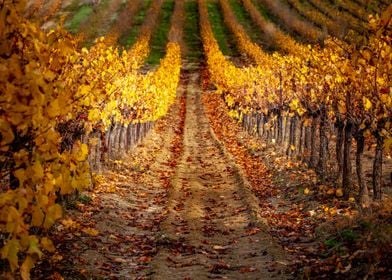 Golden vineyards