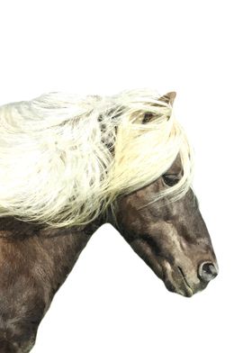 Horse Profile 