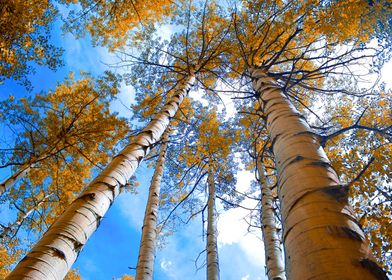 Colorado Aspens