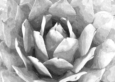 Black and White Succulent