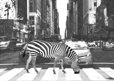 Black White Zebra in NYC