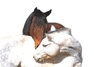 Horses in Love