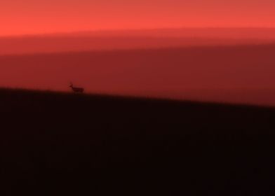 Deer in red glow