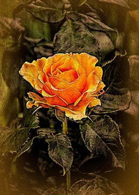 Orange Rose in oils