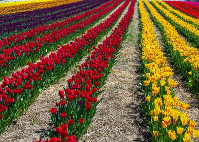 Rainbow Tulip field rows