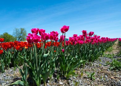 Beautiful pink tulip field
