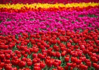 Tulip field Vibrant Color 