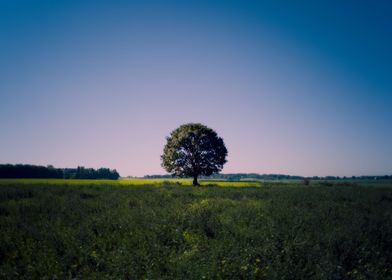 lonely tree