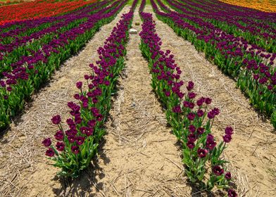 Purple tulips in field