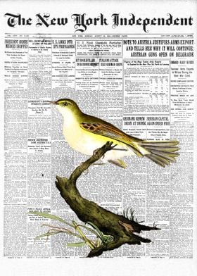 Wren Bird Newspaper