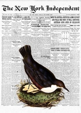 Water Ouzel Bird Newspaper