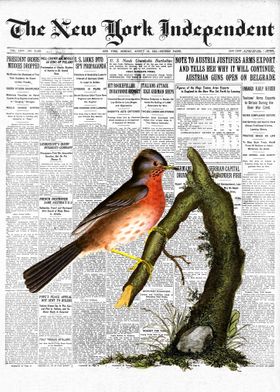 Warbler Bird Newspaper