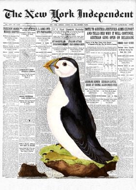Puffin Auk Bird Newspaper