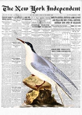 Common Tern Bird Newspaper