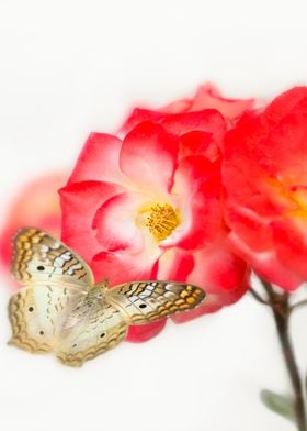 Golden Butterfly on Rose