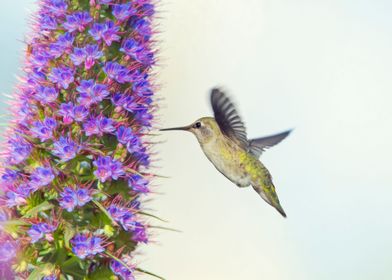 Hummingbird at Flowers