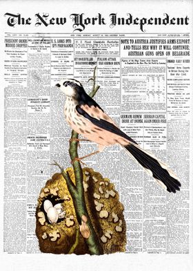 Titmouse Bird Newspaper