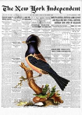 Thrush Bird Newspaper