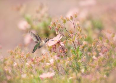 Hummingbird in Anemone