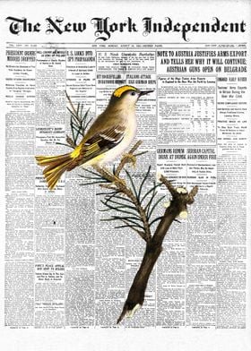 Golden Wren Bird Newspaper