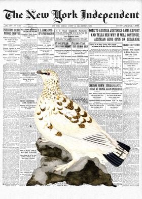 Ptarmigan Bird Newspaper