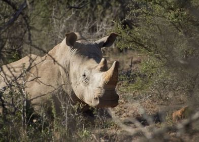 Rhino In The Underbrush 