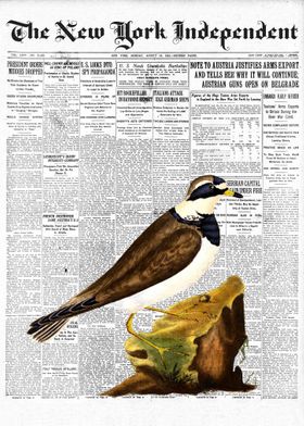 Plover Bird Newspaper