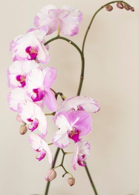Purple and White Orchids