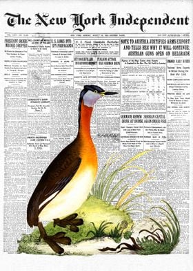 Grebe Bird Newspaper
