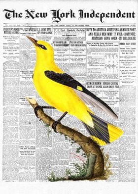 Oriole Bird Newspaper