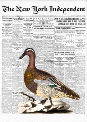 Garganey Bird Newspaper