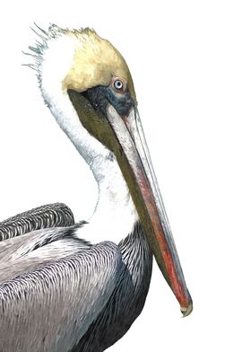 Pelican Portrait