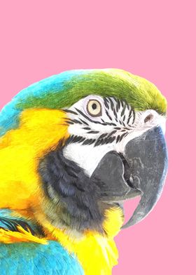 Macaw Pink Background
