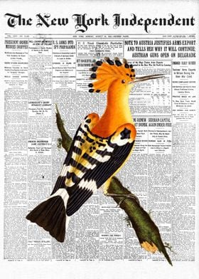 Hopoe Bird Newspaper