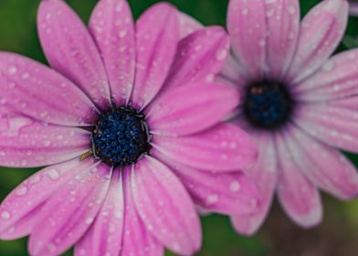 Purple Flowers