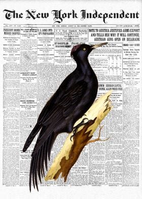 Woodpecker Bird Newspaper