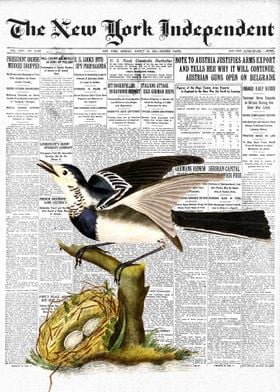 Wagtail Bird Newspaper