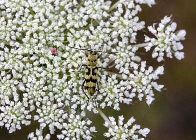 Georgian Biodiversity Data