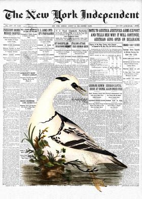 Smew Bird Newspaper