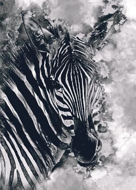 Zebra black and white