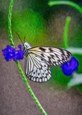 Butterfly  Purple Flower