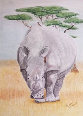 Rhino