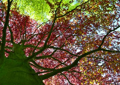 Colourful Autumn Tree